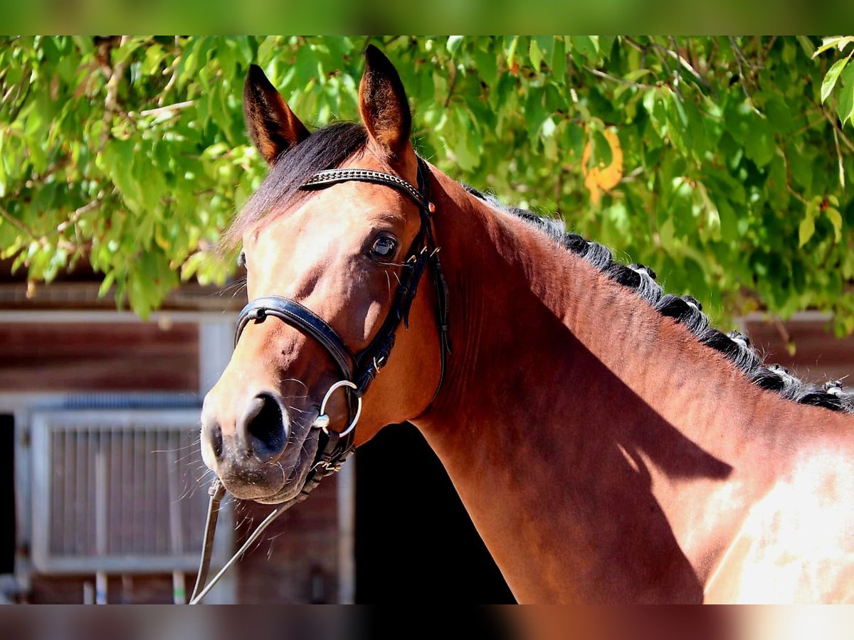 Westphalian Mare 4 years 16,1 hh Brown in Calden