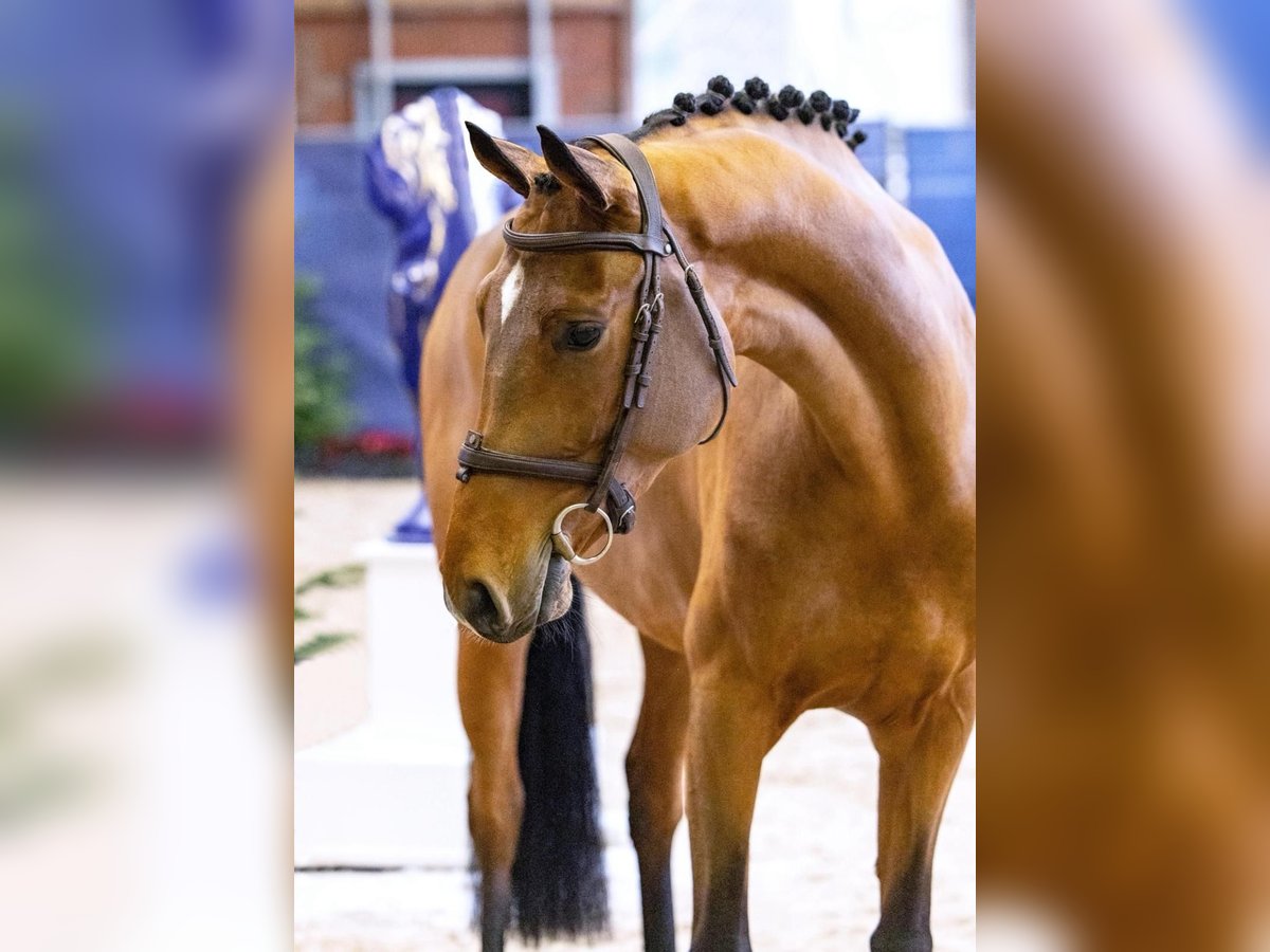 Westphalian Mare 4 years 16,1 hh Brown in Diepholz