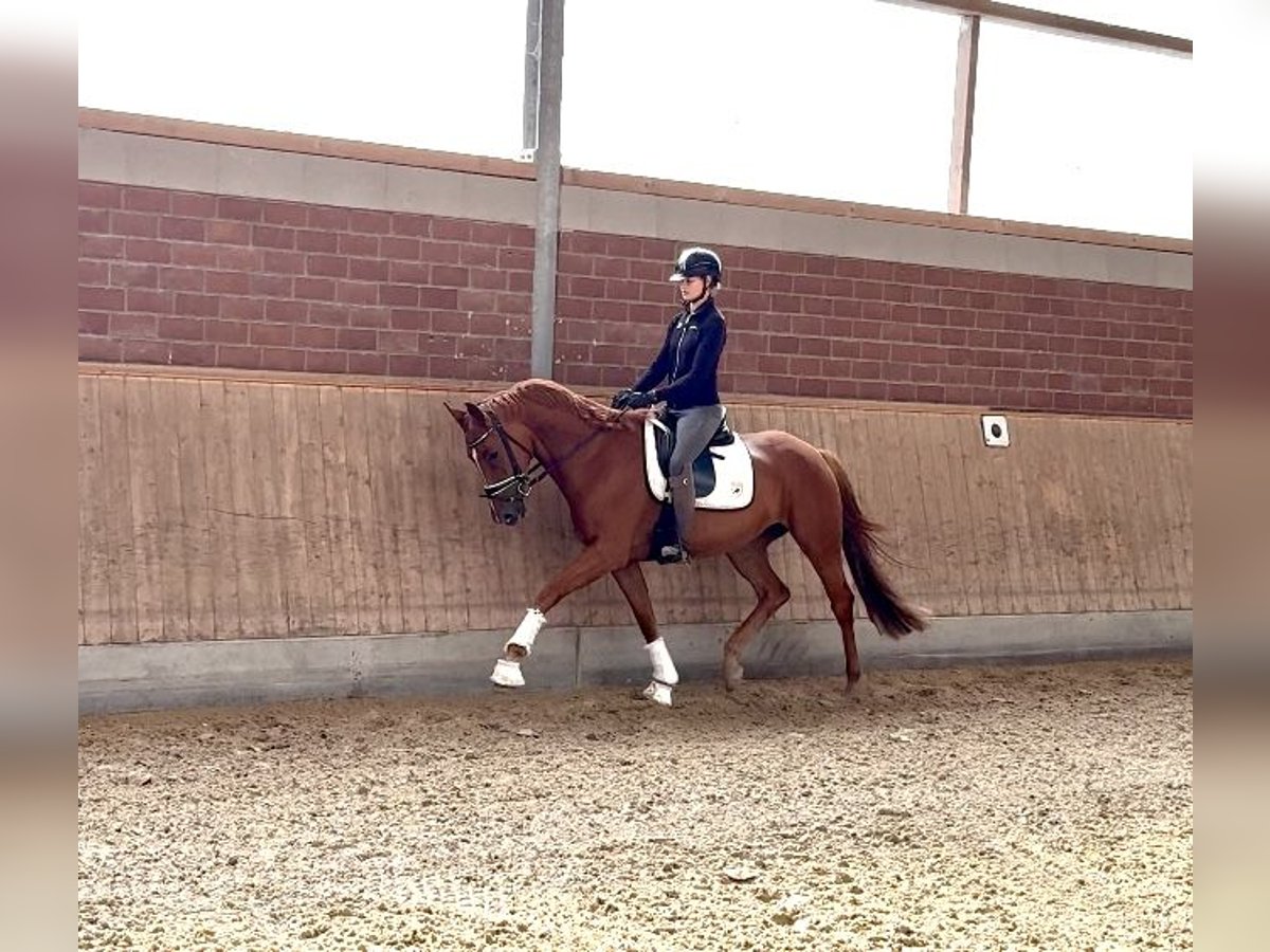 Westphalian Mare 4 years 16,1 hh Chestnut in Viersen