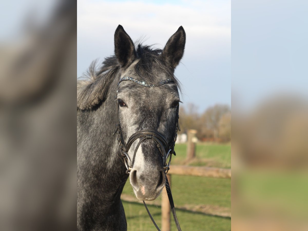 Westphalian Mare 4 years 16,1 hh Grey-Dark-Tan in Ennigerloh
