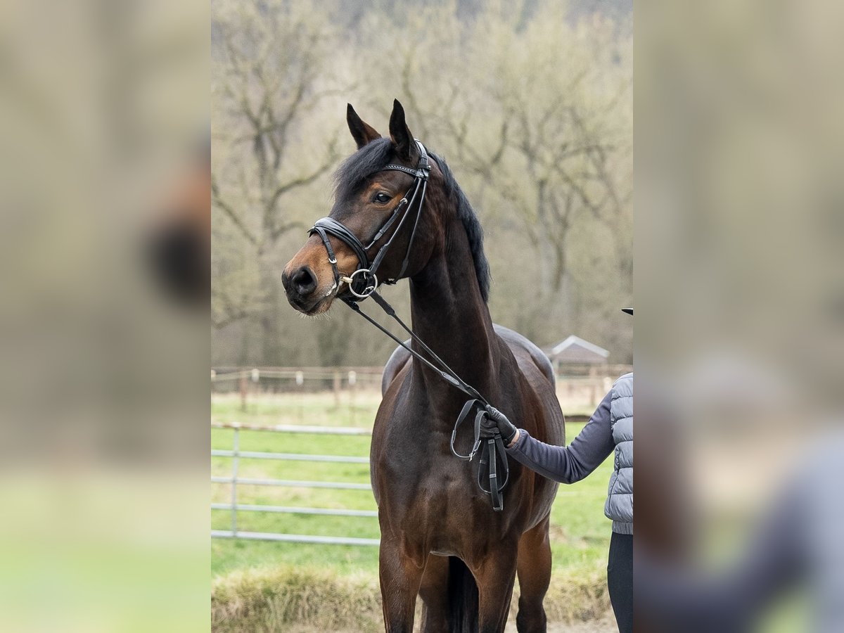 Westphalian Mare 4 years 16,2 hh Bay-Dark in Borchen