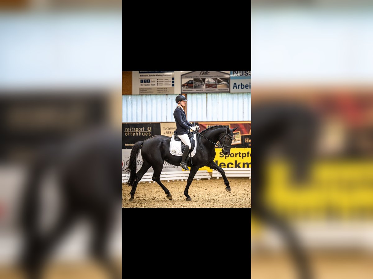 Westphalian Mare 4 years 16,2 hh Black in Wettringen