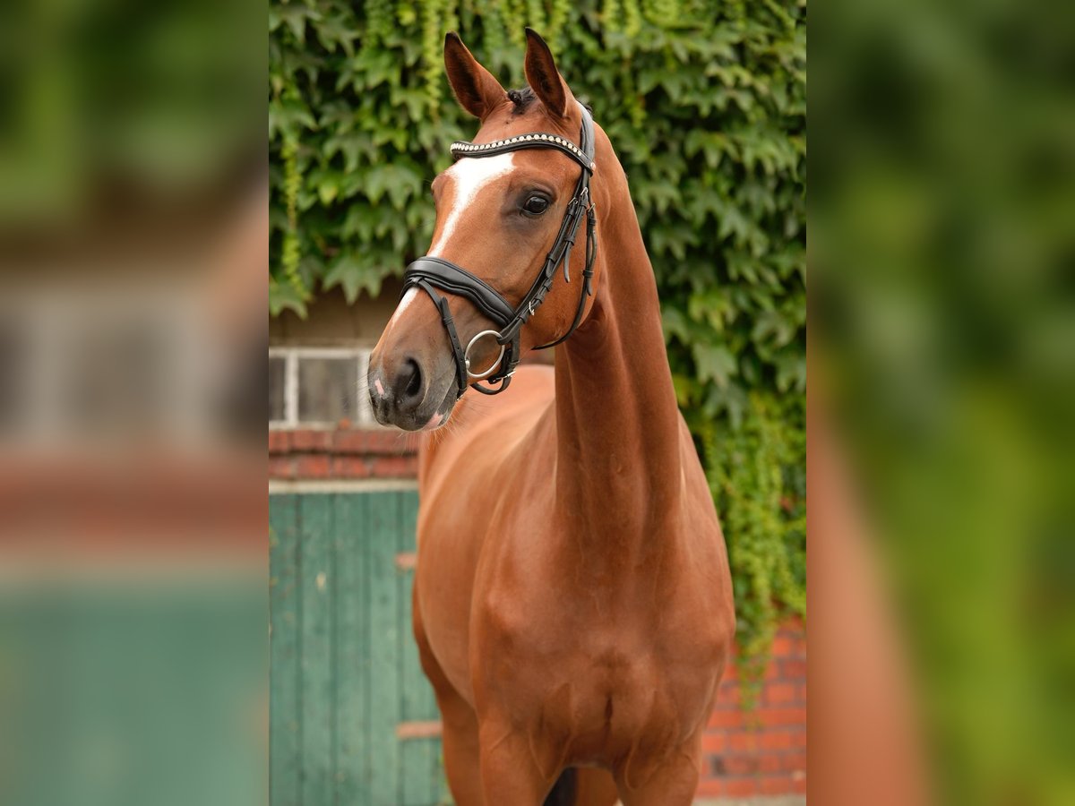 Westphalian Mare 4 years 16,2 hh Brown in Rheda-Wiedenbrück Westphalian Mare 4 years 16,2 hh Brown in Rheda-Wiedenbrück