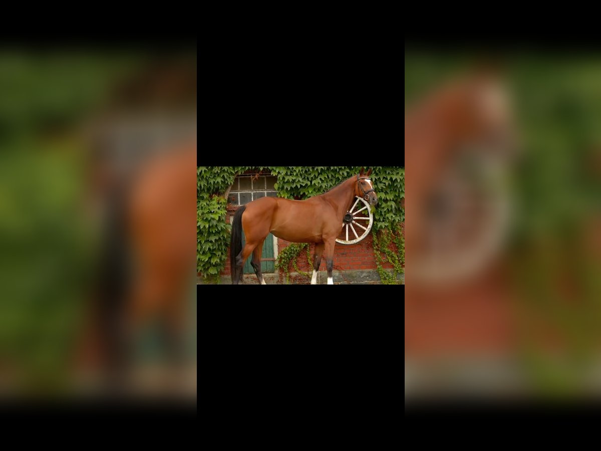 Westphalian Mare 4 years 16,2 hh Brown in Rheda-Wiedenbr&#xFC;ck