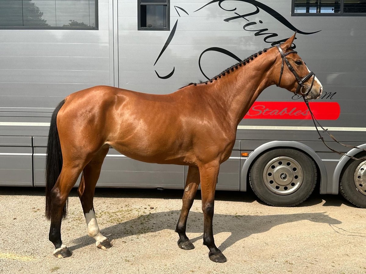 Westphalian Mare 4 years 16,2 hh Brown in Sassenberg Westphalian Mare 4 years 16,2 hh Brown in Sassenberg