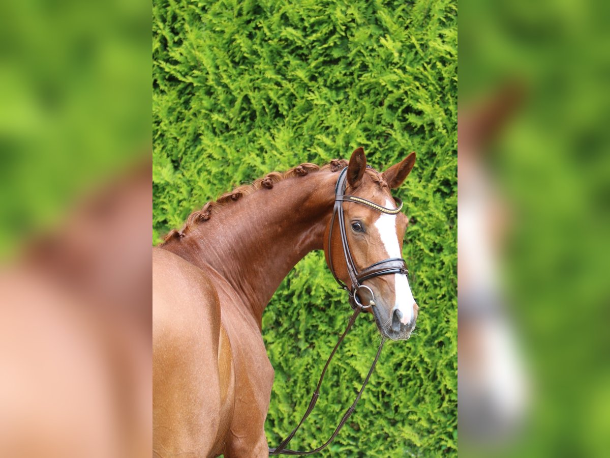 Westphalian Mare 4 years 16,2 hh Chestnut-Red in B&#xF6;nen
