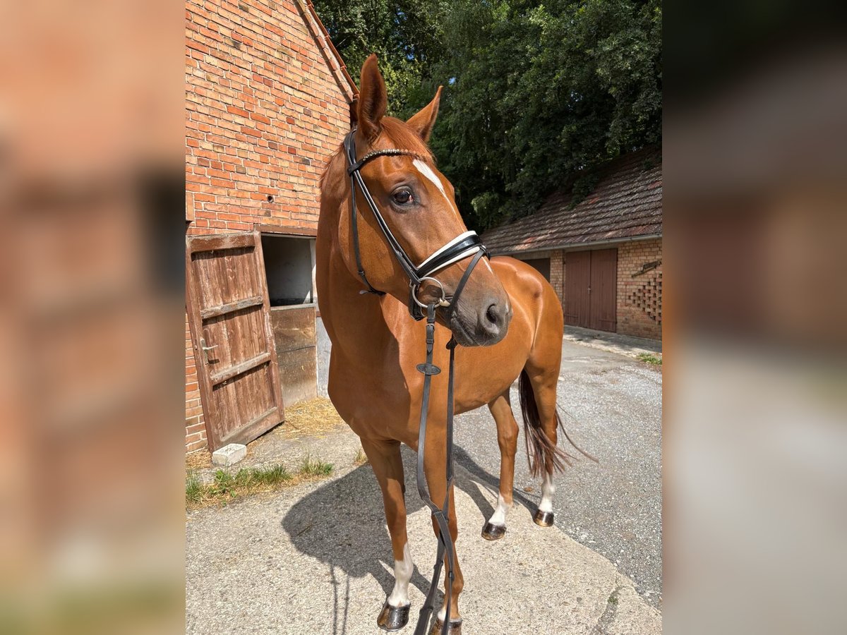 Westphalian Mare 4 years 16,2 hh in Delbr&#xFC;ck