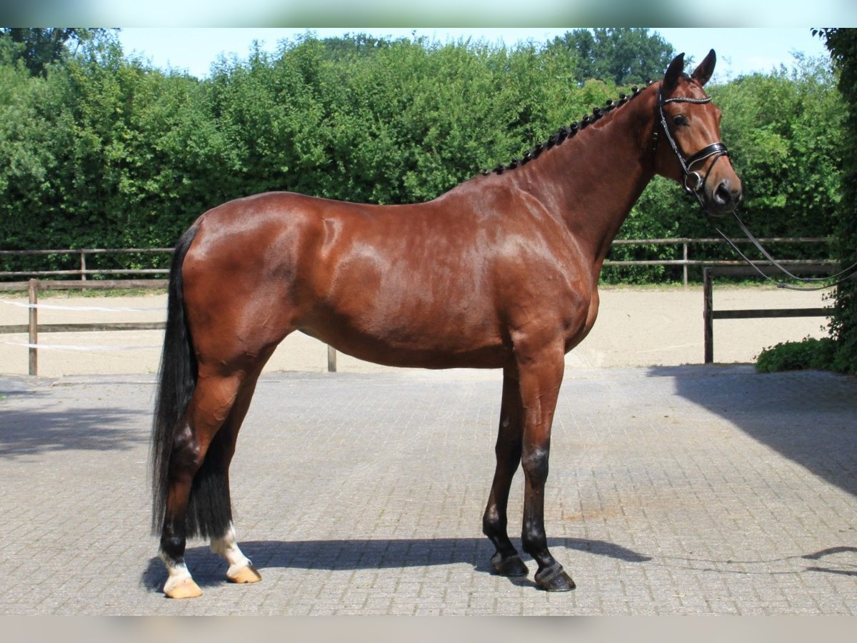 Westphalian Mare 4 years 16,3 hh Brown in Gronau (Westfalen)