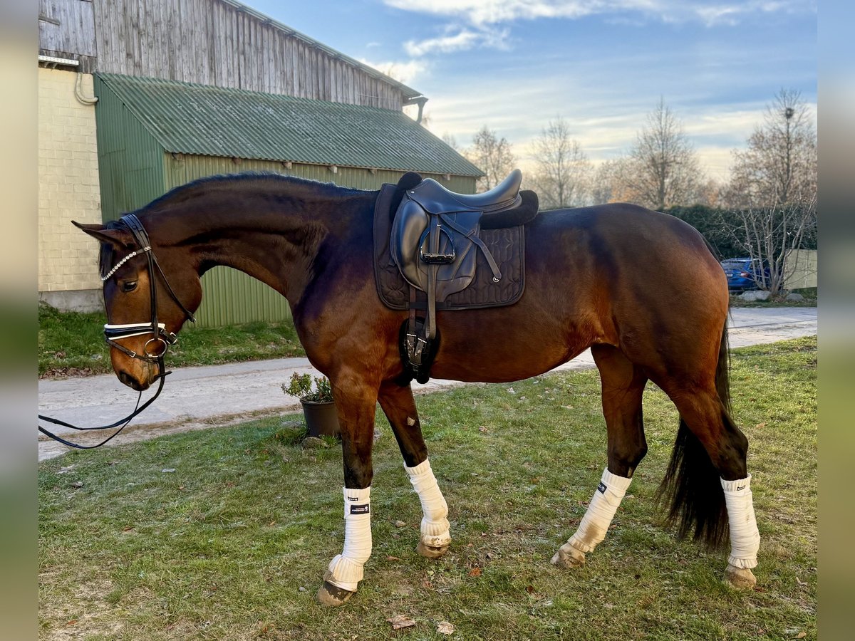 Westphalian Mare 4 years 16,3 hh Brown in Marlow