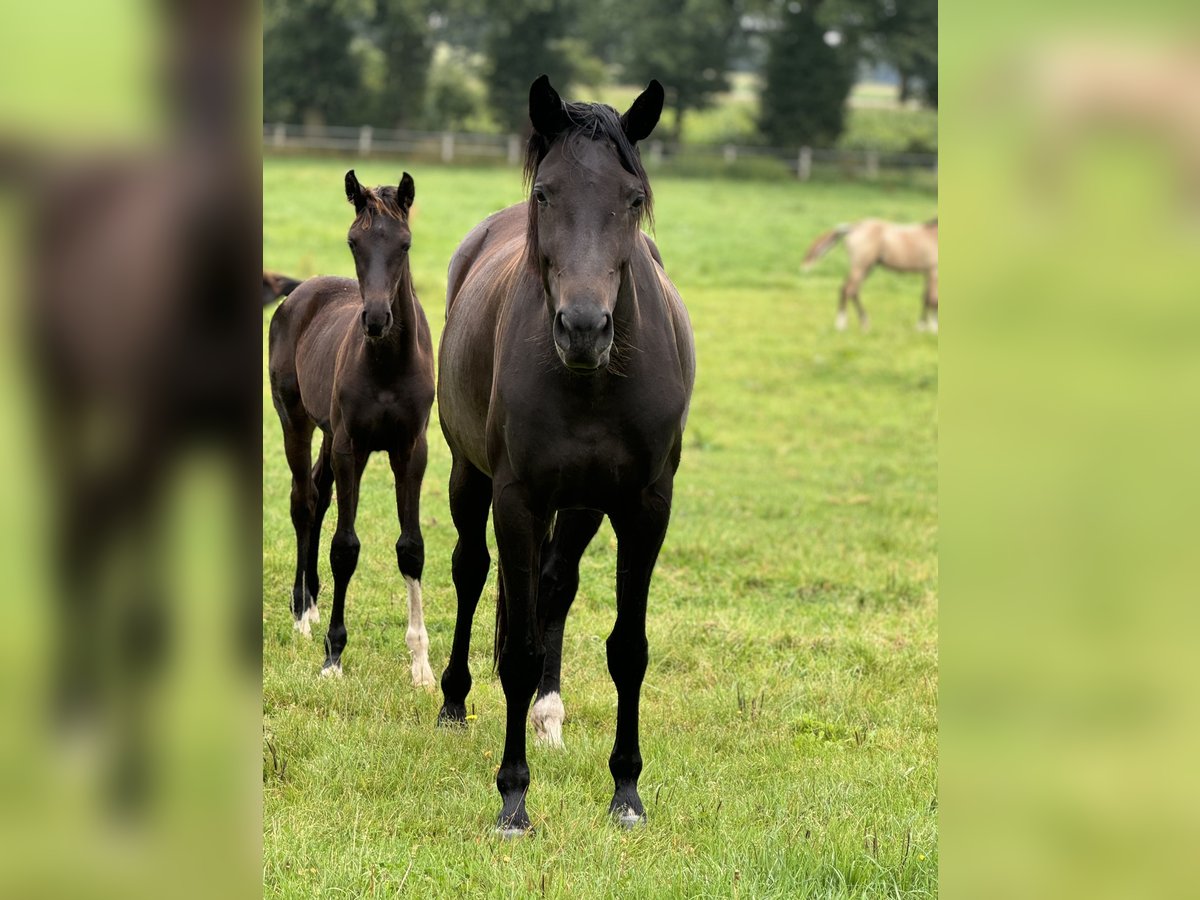 Westphalian Mare 4 years 17 hh Bay-Dark in Merzen