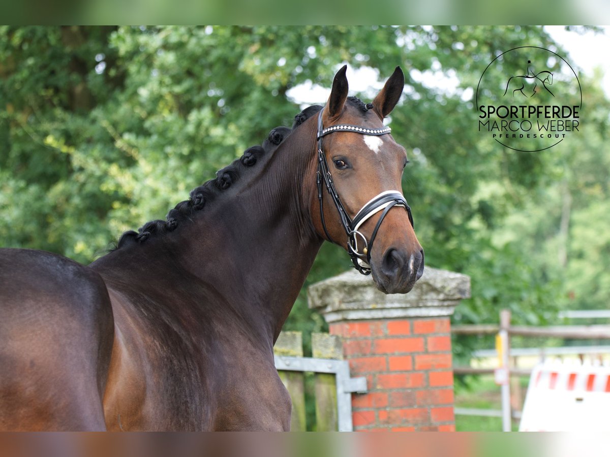 Westphalian Mare 4 years 17 hh Bay-Dark in Greven