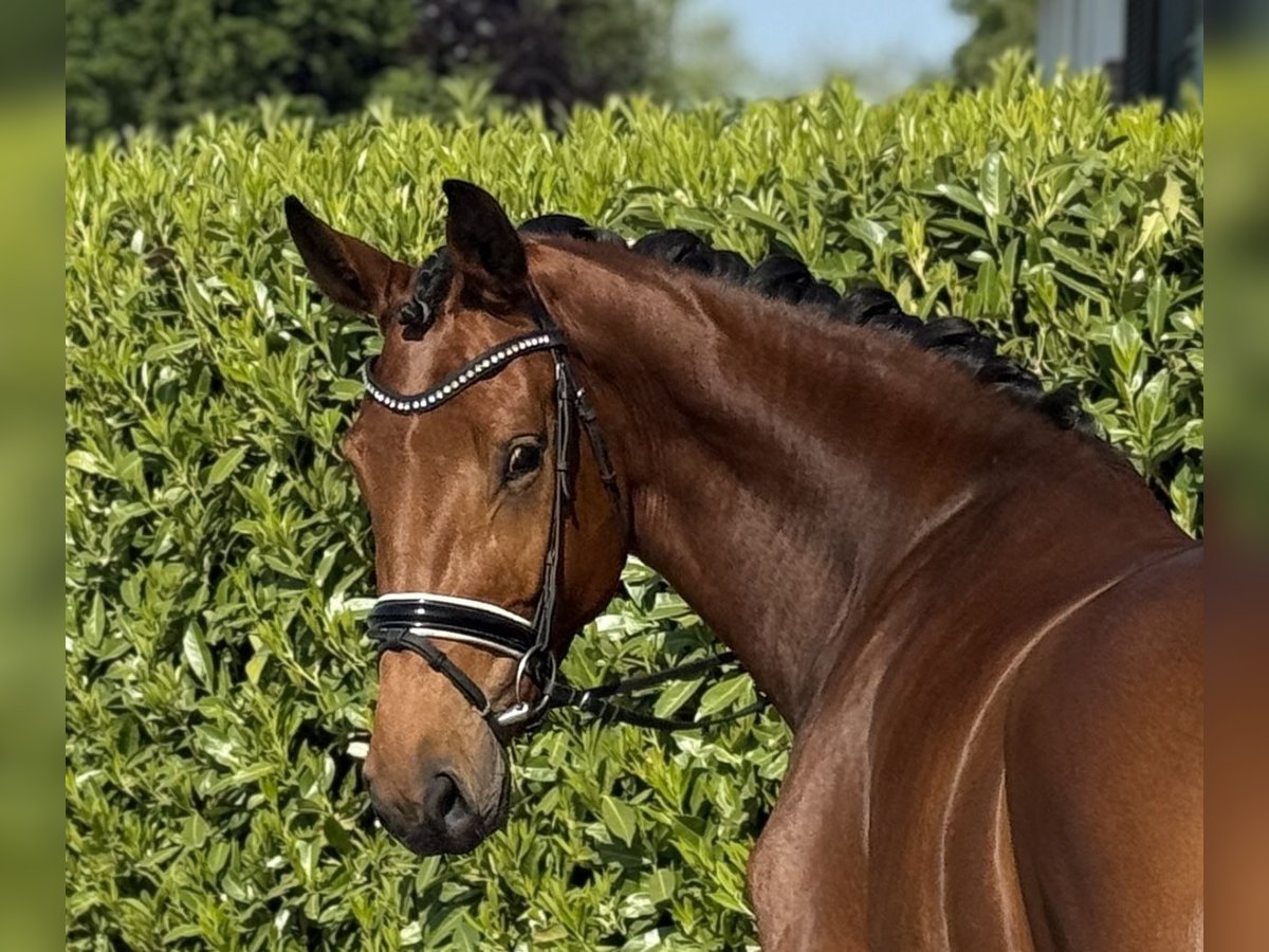 Westphalian Mare 4 years 17 hh Brown in Visbek