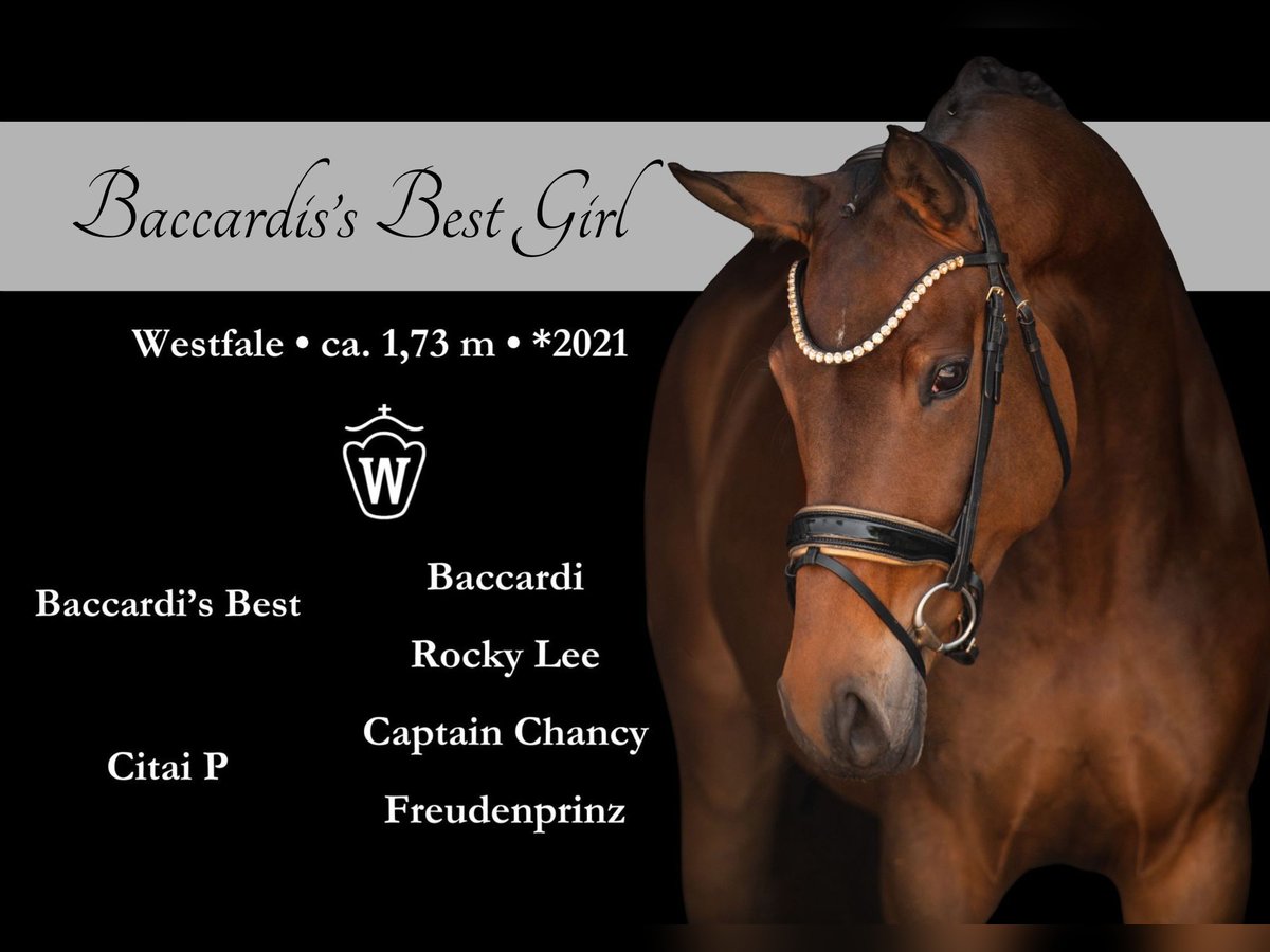 Westphalian Mare 4 years 17 hh Brown in Wehringen