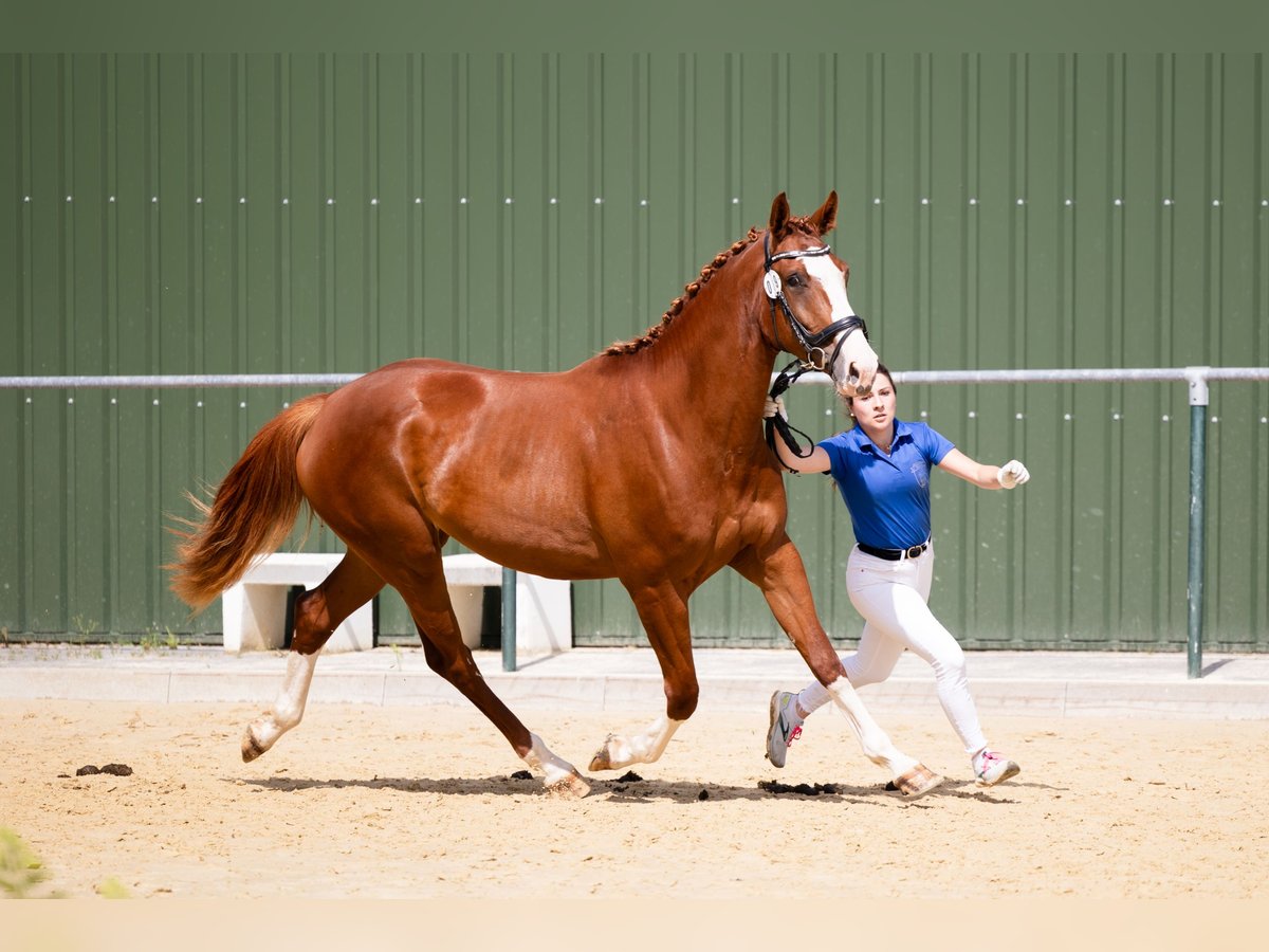 Westphalian Mare 4 years 17 hh Chestnut-Red in Kürten