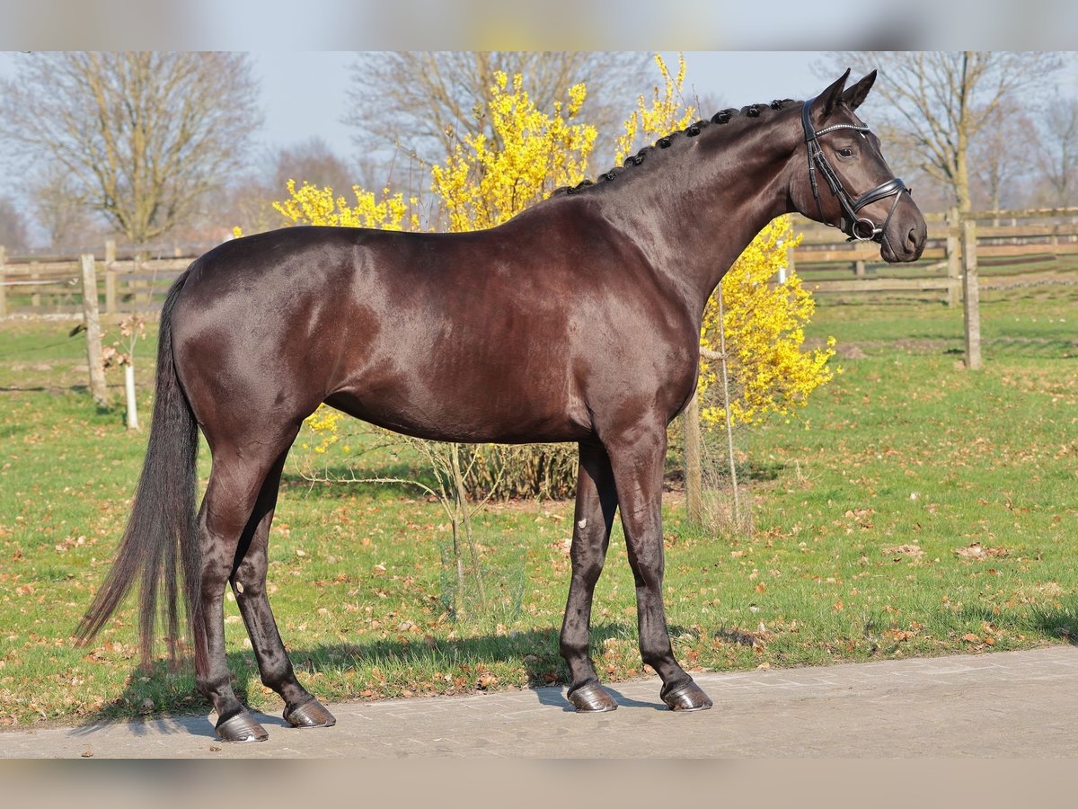 Westphalian Mare 4 years 17 hh Smoky-Black in Greven