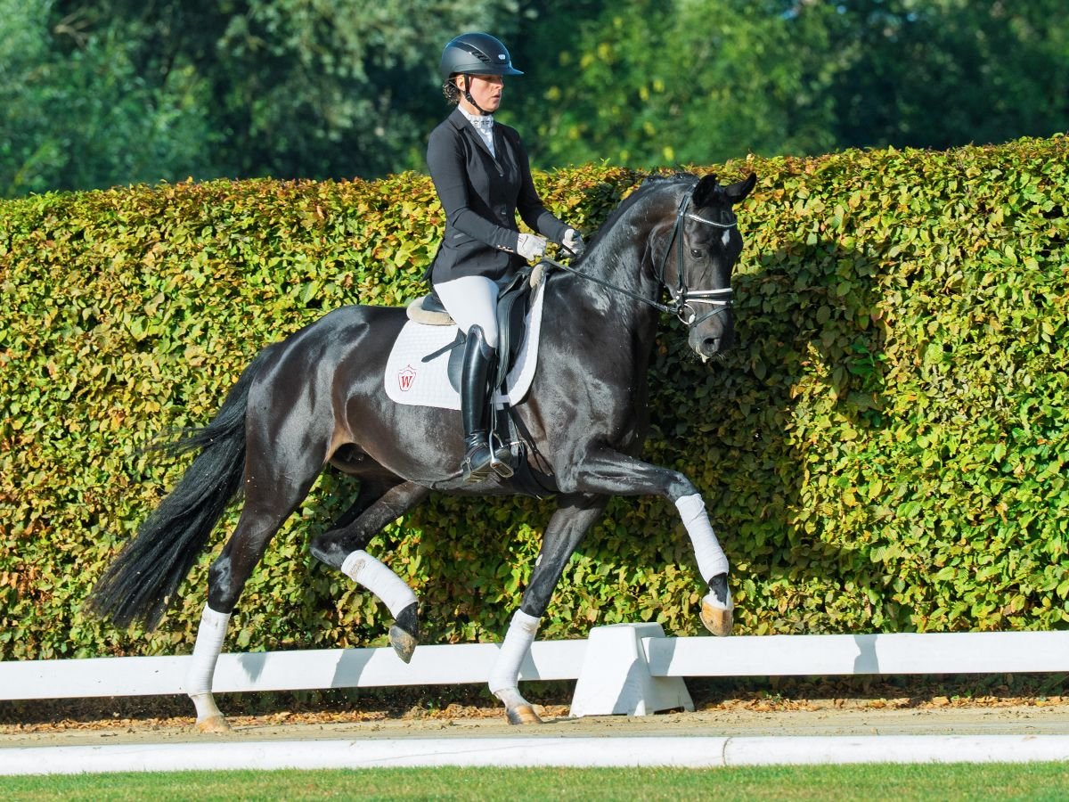 Westphalian Mare 4 years 17 hh Smoky-Black in M&#xFC;nster-Handorf