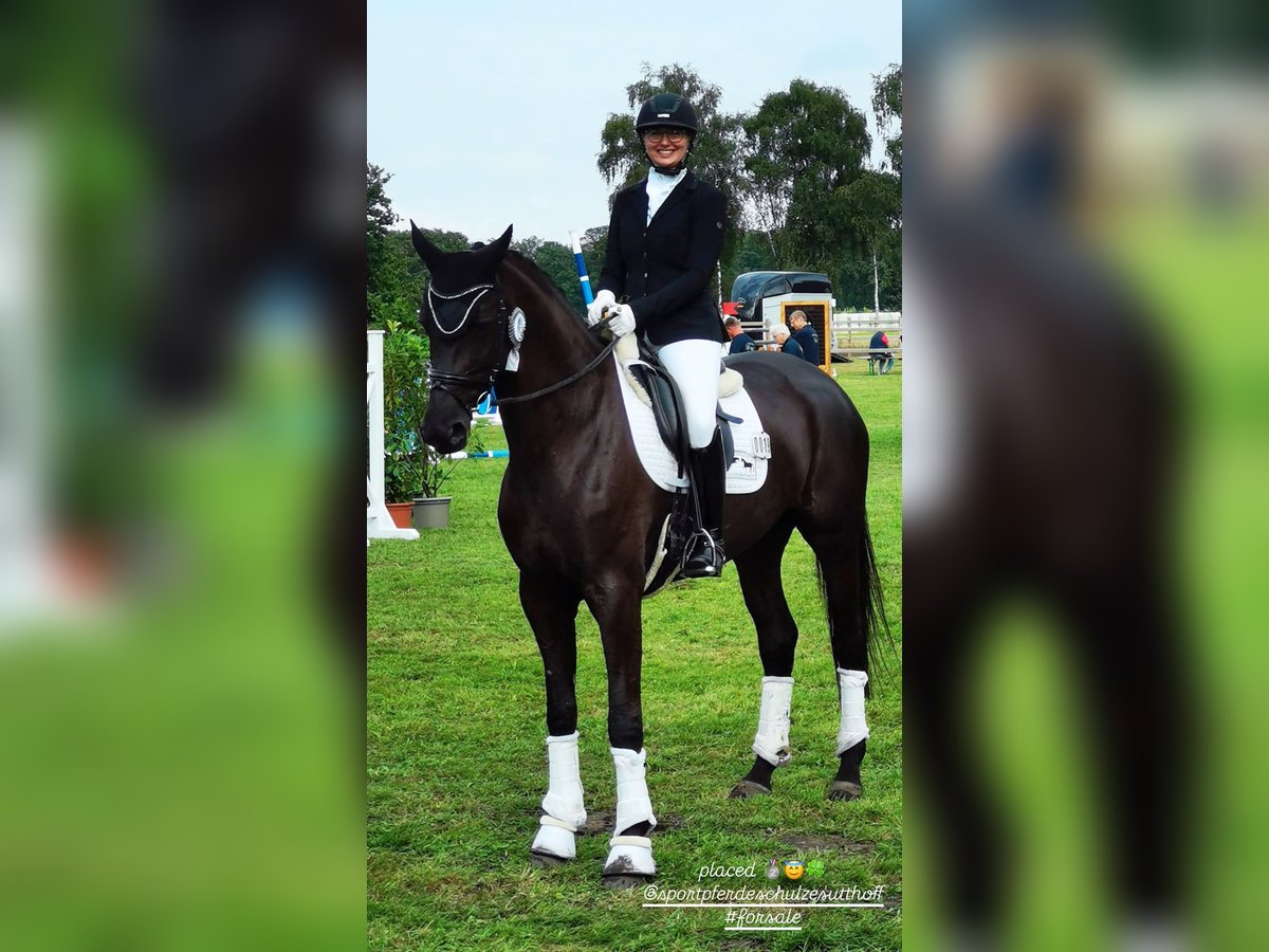 Westphalian Mare 4 years 17 hh Smoky-Black in Saerbeck