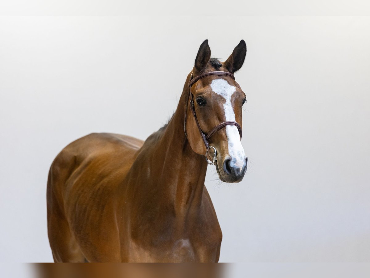 Westphalian Mare 4 years 17,1 hh in Waddinxveen