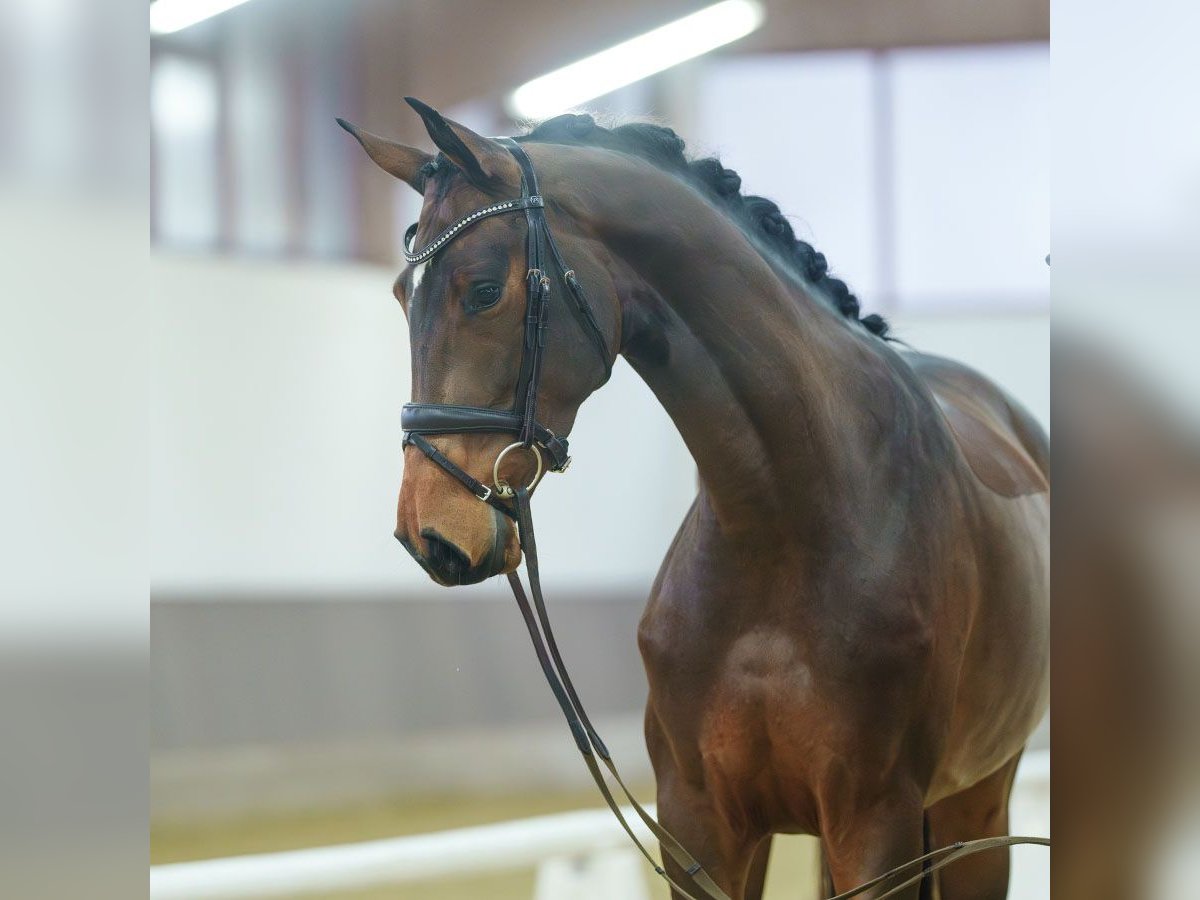 Westphalian Mare 4 years Brown in Münster-Handorf