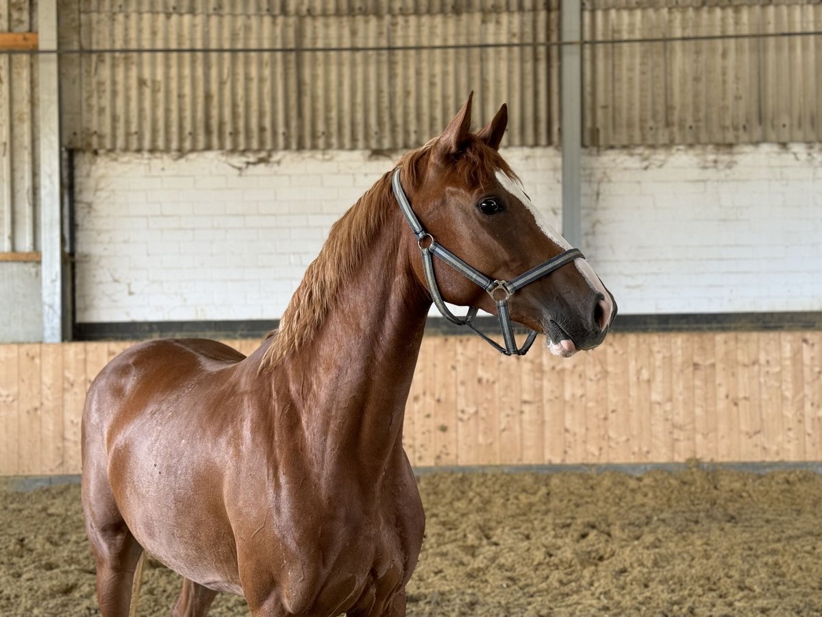 Westphalian Mare 4 years Chestnut-Red in Weilerswist