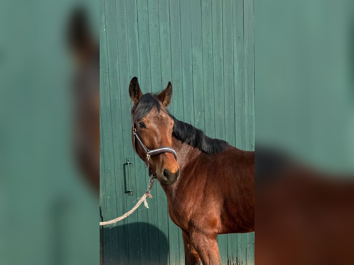 Westphalian Mare 5 years 15,1 hh Brown in Detmold