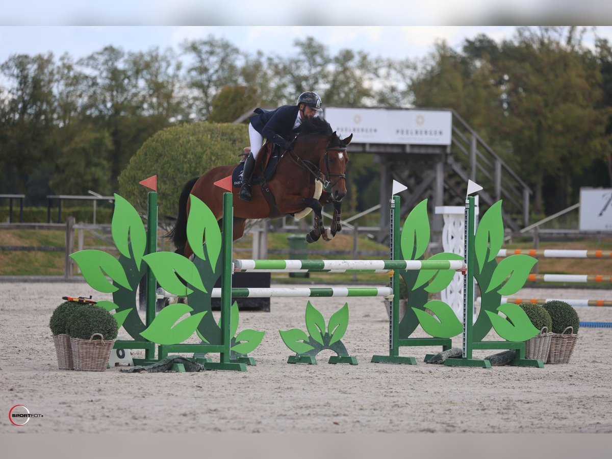 Westphalian Mare 5 years 16,1 hh Bay in Kronenberg