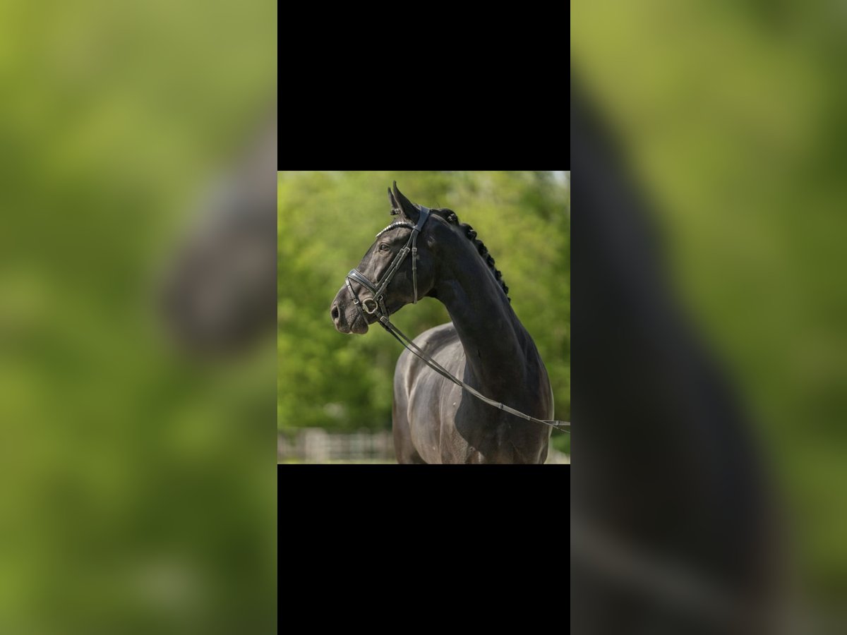 Westphalian Mare 5 years 16,1 hh Black in Bubikon