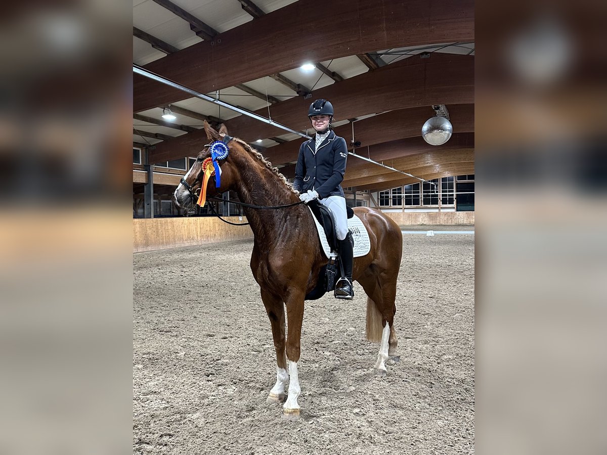 Westphalian Mare 5 years 16,1 hh Chestnut-Red in Coesfeld