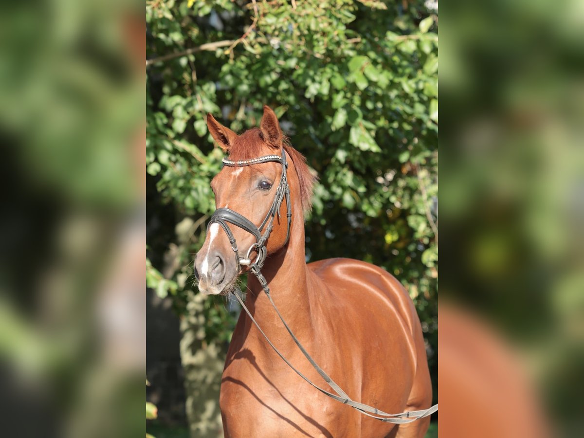 Westphalian Mare 5 years 16,1 hh Chestnut-Red in Ibbenbüren