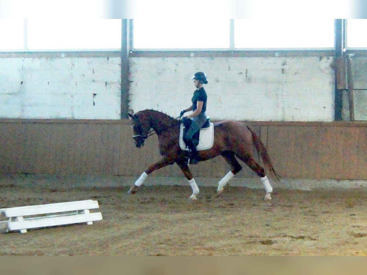 Westphalian Mare 5 years 16,1 hh Chestnut-Red in Iserlohn