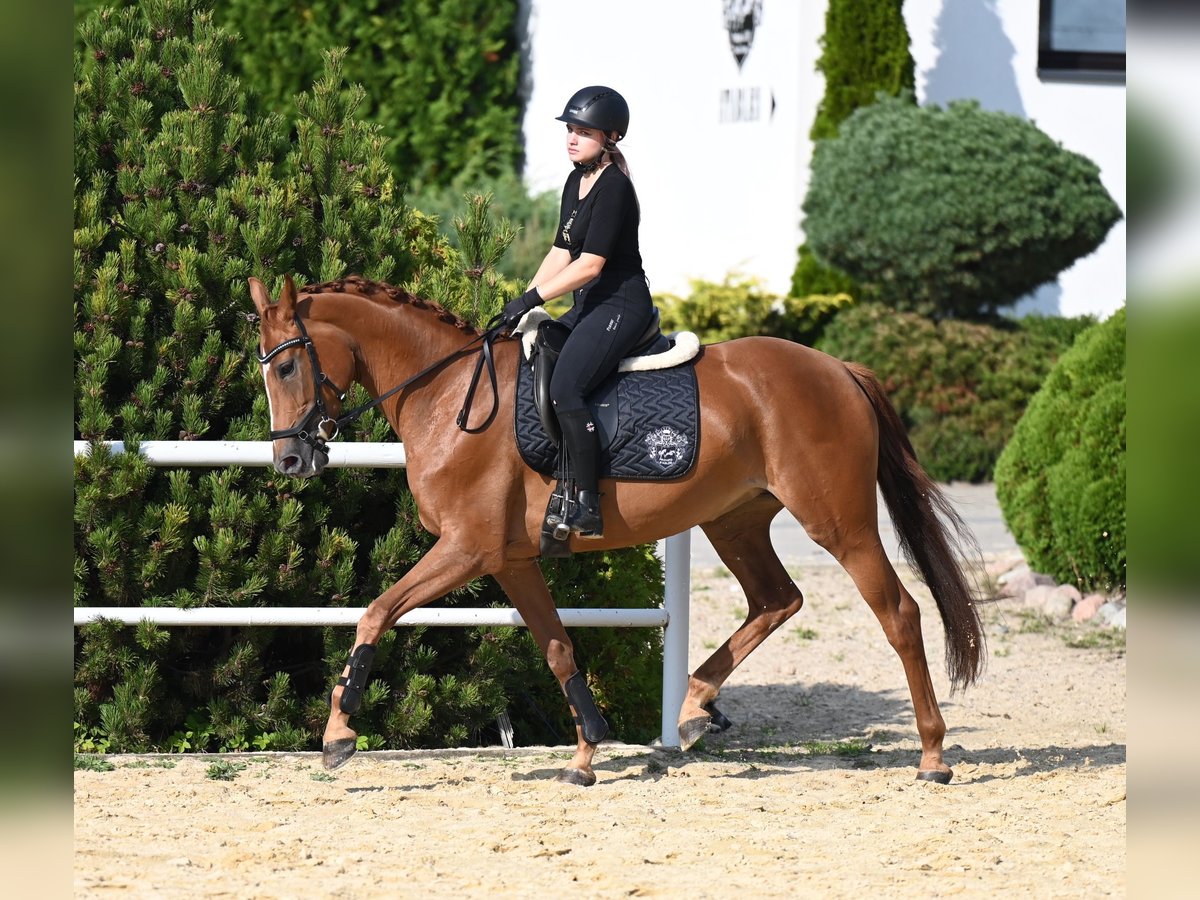 Westphalian Mare 5 years 16,1 hh Chestnut-Red in Wysin