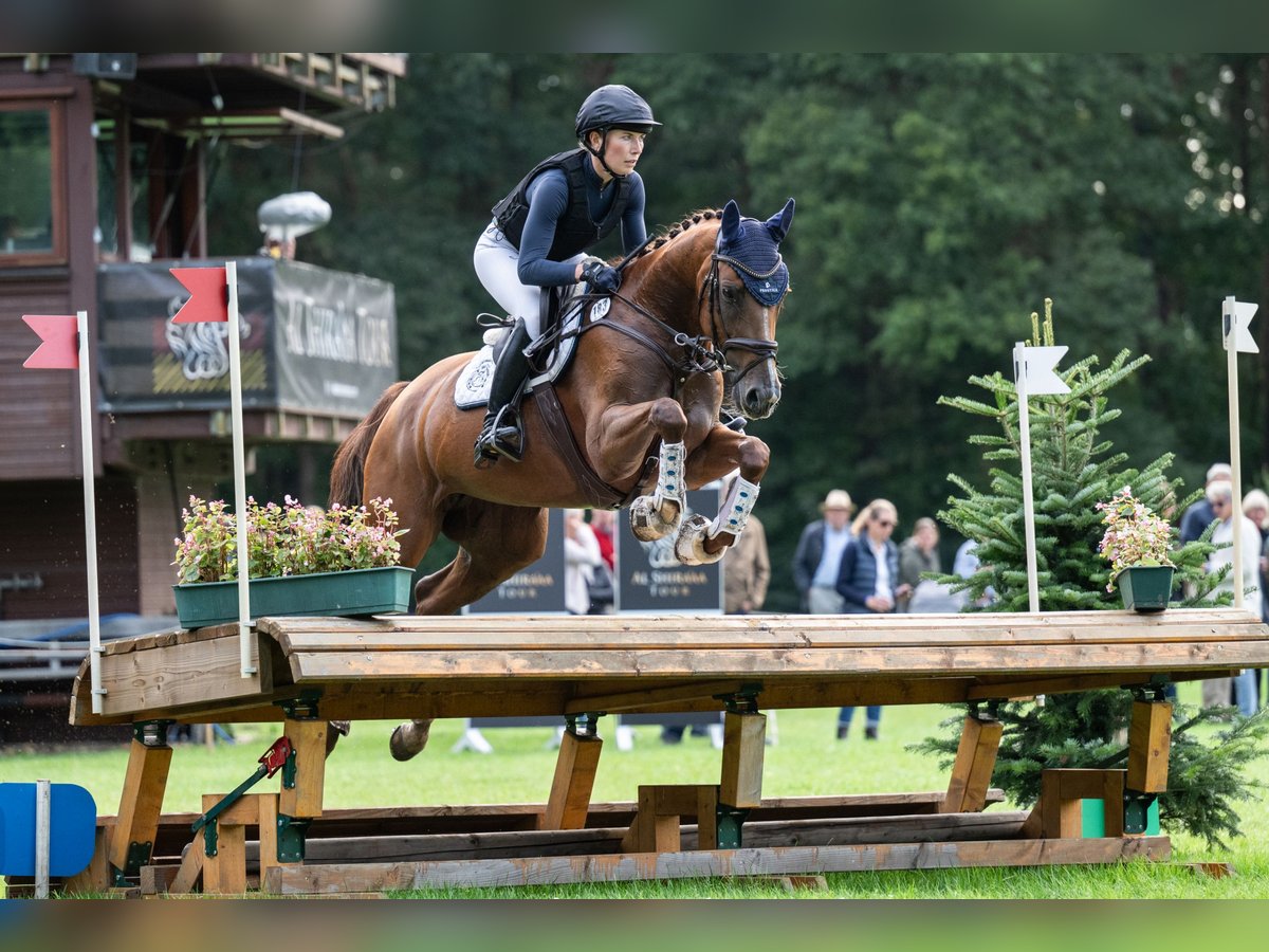 Westphalian Mare 5 years 16,1 hh Chestnut-Red in Bruchsal