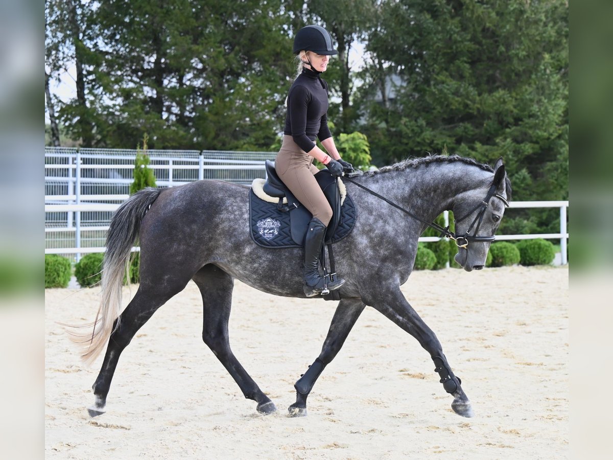 Westphalian Mare 5 years 16,1 hh Gray-Dapple in Wysin