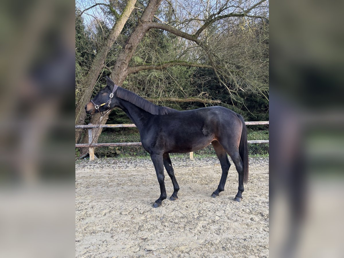 Westphalian Mare 5 years 16,1 hh Smoky-Black in Limburg an der Lahn