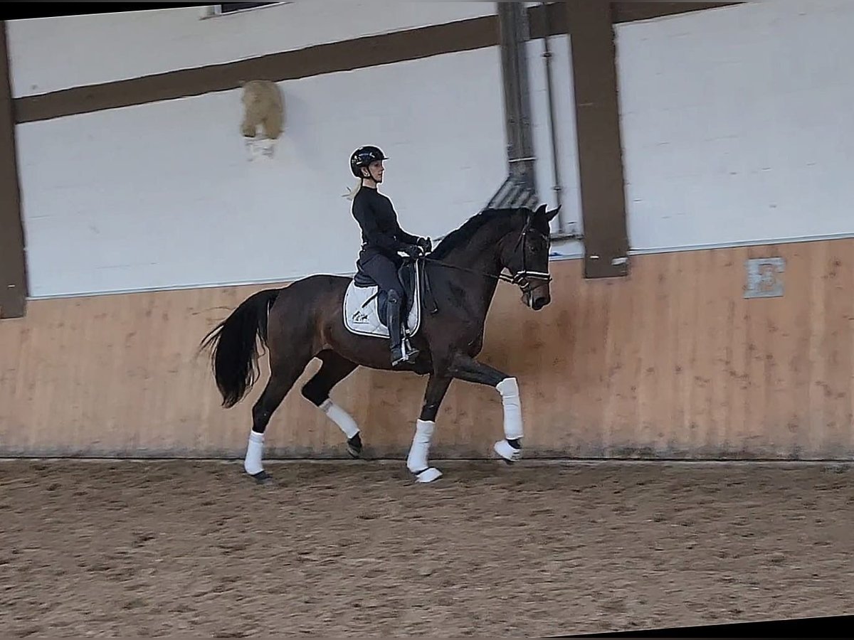 Westphalian Mare 5 years 16,3 hh Bay-Dark in Röttingen