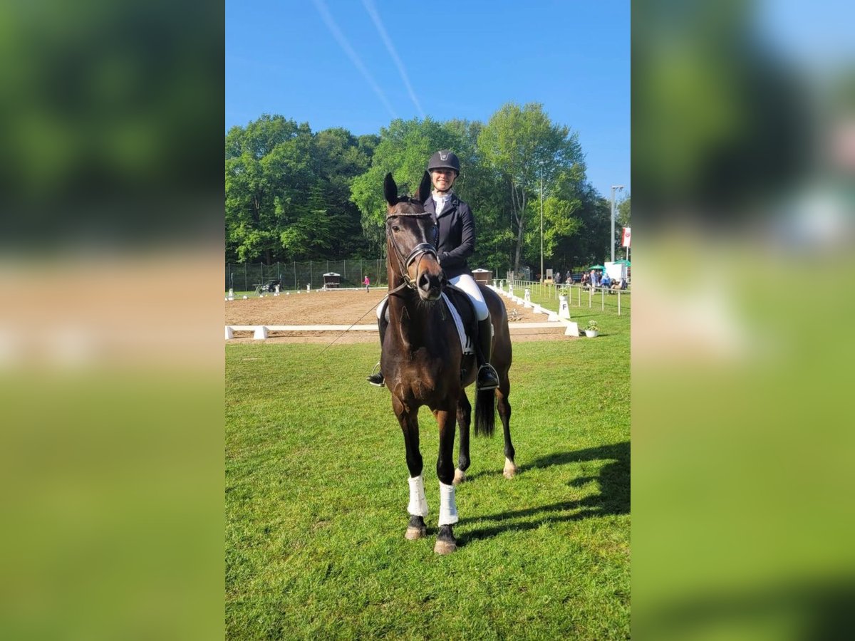 Westphalian Mare 5 years 16,3 hh Brown in Senden