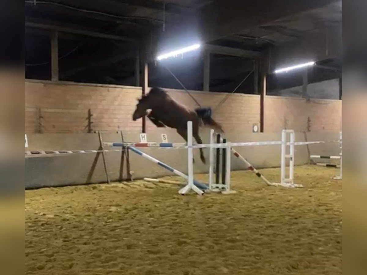 Westphalian Mare 5 years 16,3 hh Brown in Düsseldorf