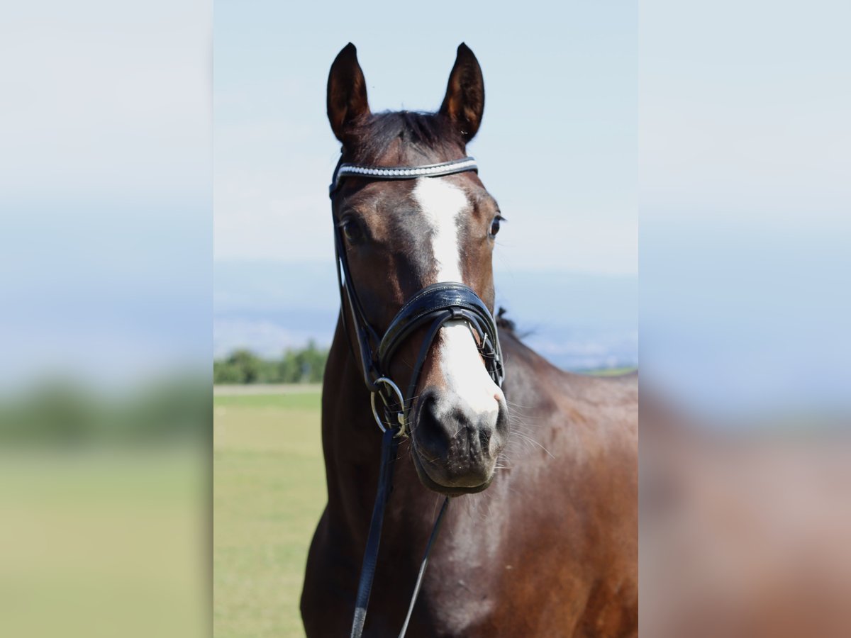 Westphalian Mare 5 years 16 hh Bay-Dark in BernBern