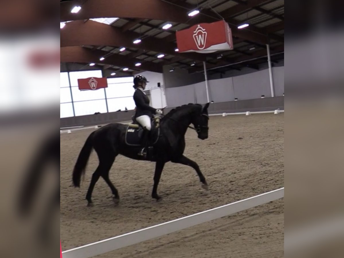 Westphalian Mare 5 years 16 hh Black in Warendorf