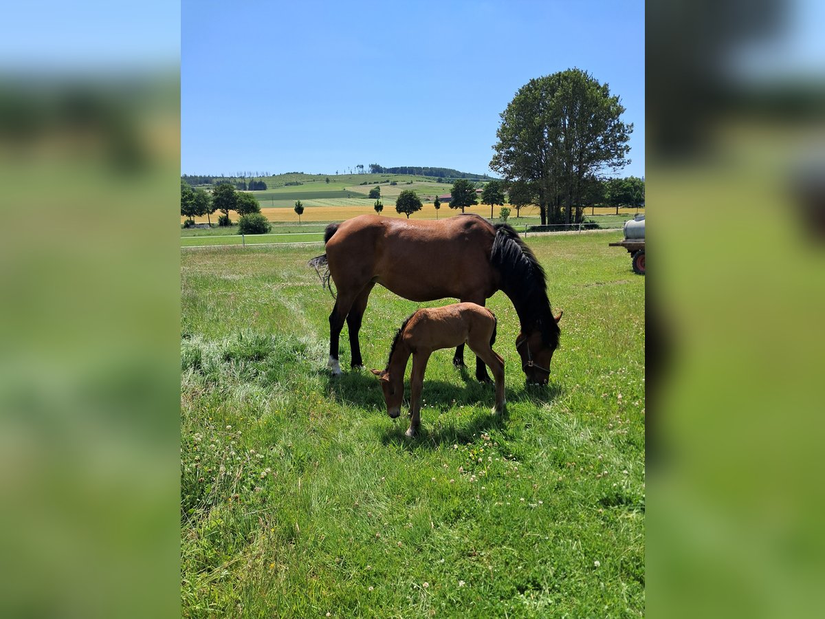 Westphalian Mare 5 years 16 hh Brown in Brilon