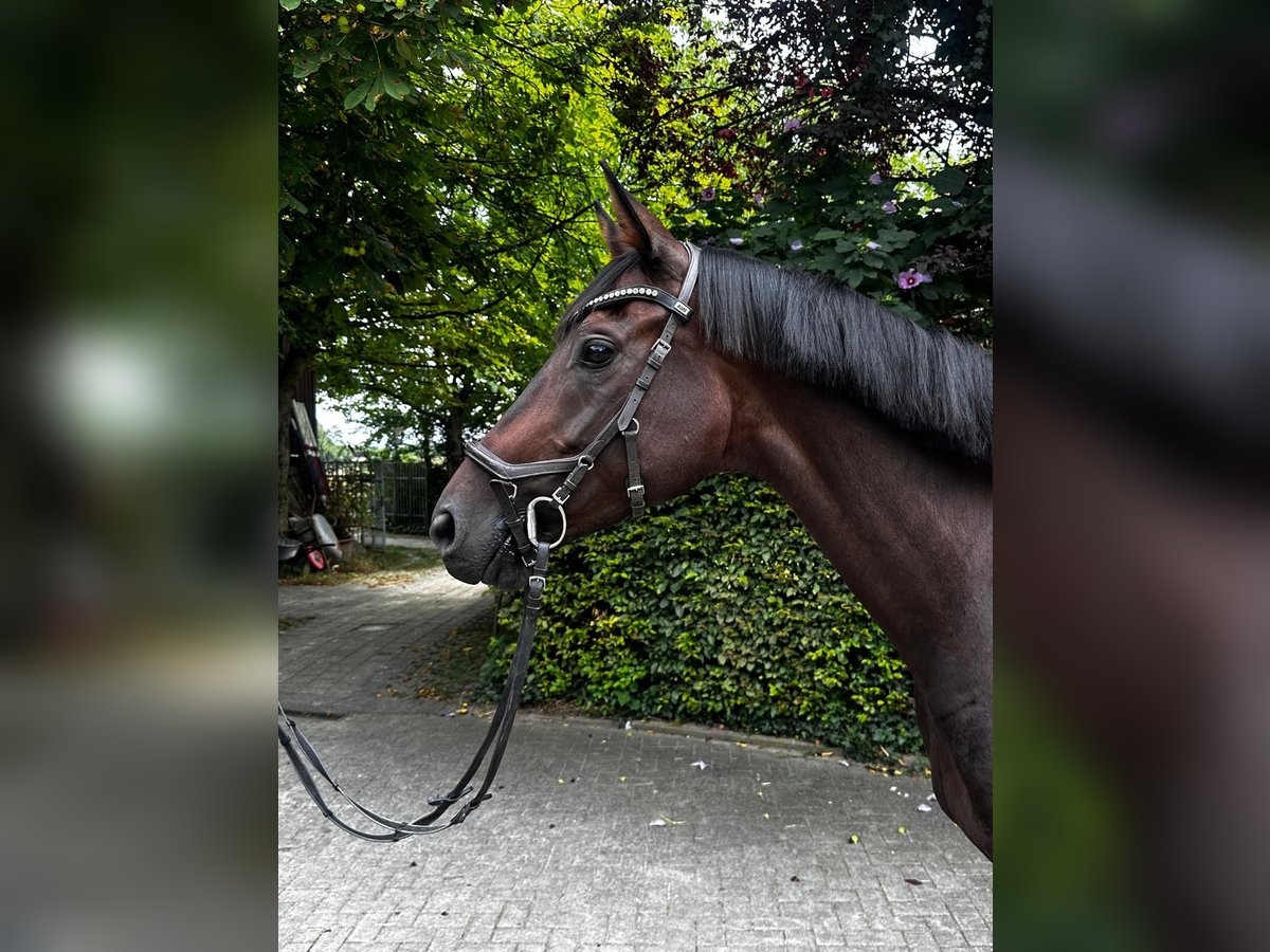 Westphalian Mare 5 years 16 hh Brown in M&#xFC;nster
