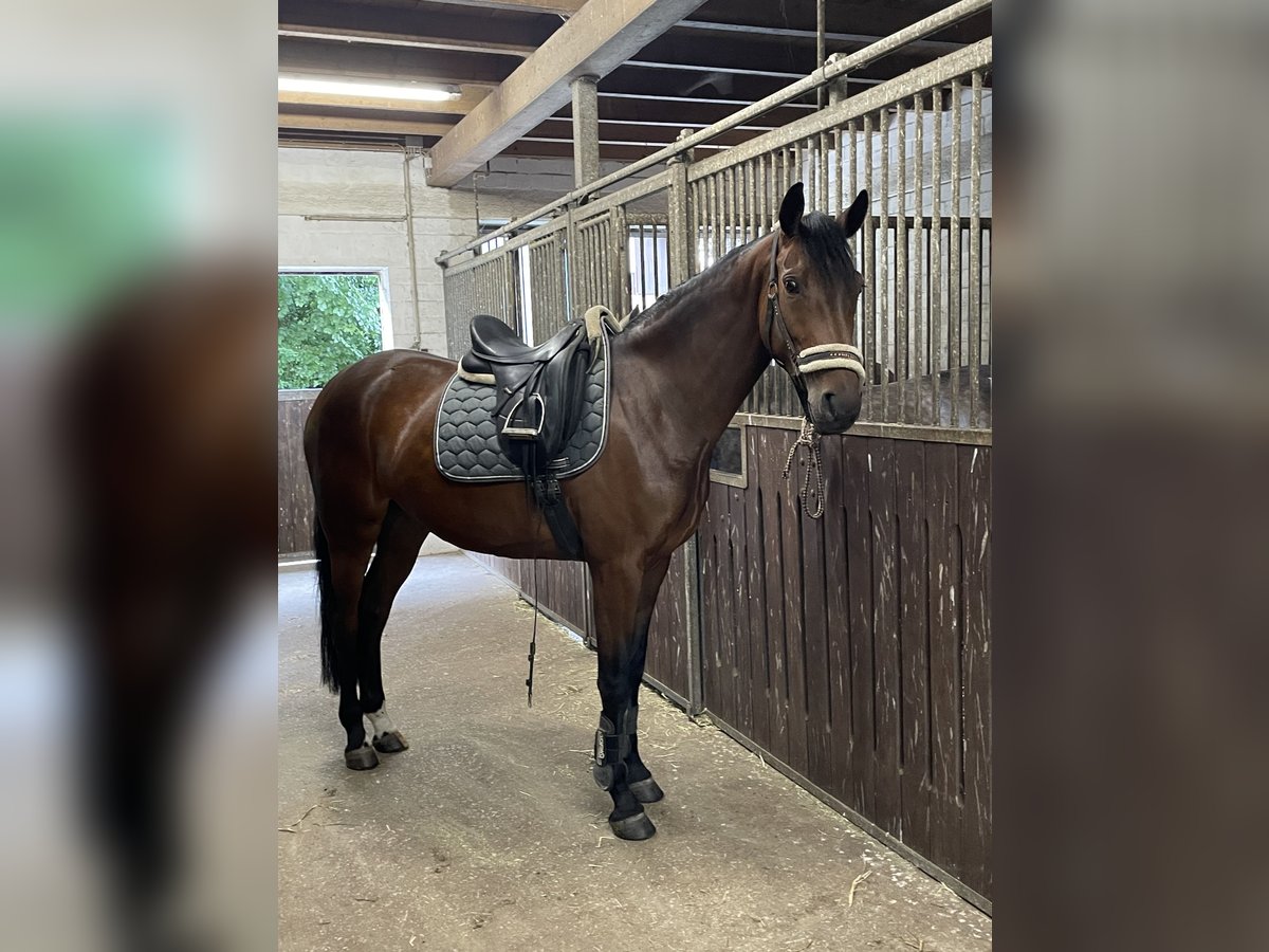 Westphalian Mare 5 years 16 hh Brown in Ostbevern