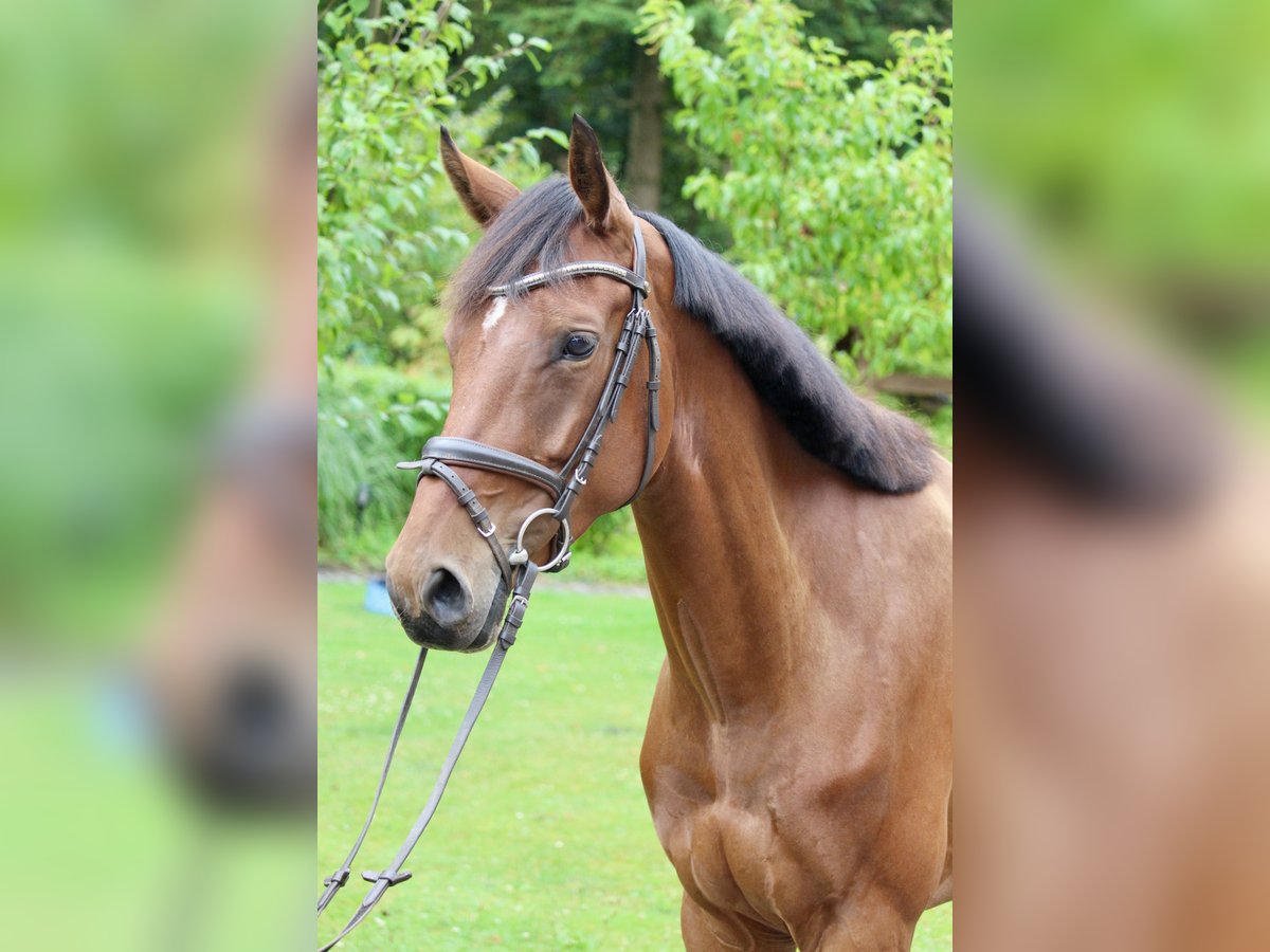 Westphalian Mare 5 years 16 hh Brown in Neuenkirchen