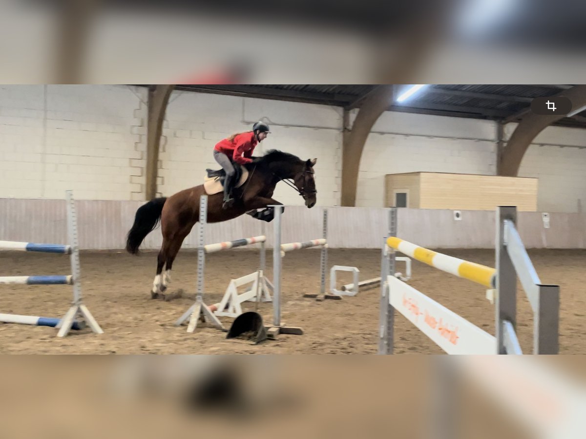 Westphalian Mare 5 years 16 hh Brown in Schenklengsfeld