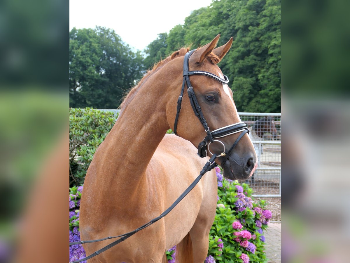 Westphalian Mare 5 years 16 hh Chestnut-Red in Cappeln (Oldenburg)
