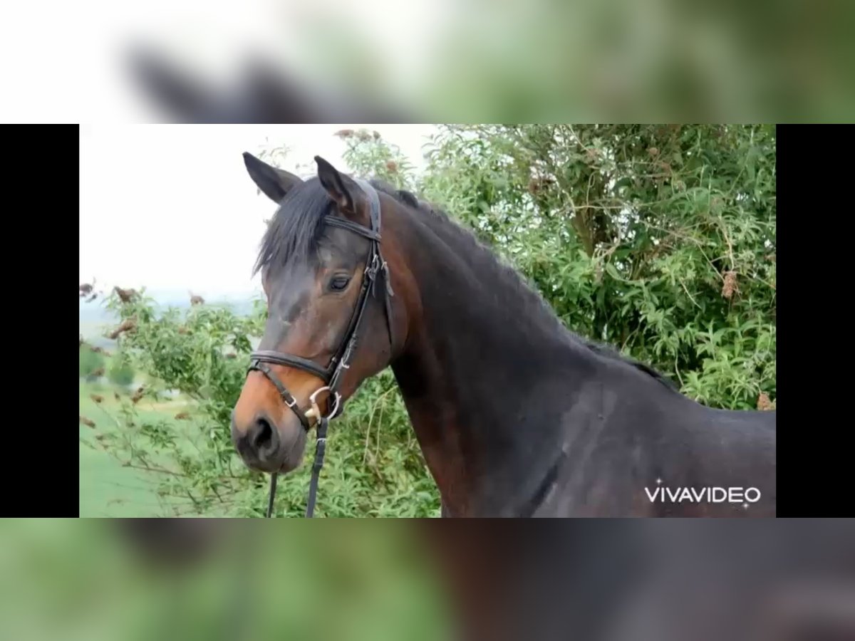 Westphalian Mix Mare 5 years 16,1 hh Bay-Dark in Windesheim