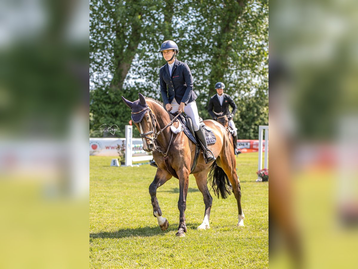 Westphalian Mare 5 years 16,1 hh Bay-Dark in Pokrent