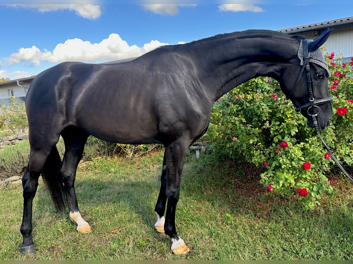 Westphalian Mare 5 years 16,1 hh Black in W&#xFC;rzburg