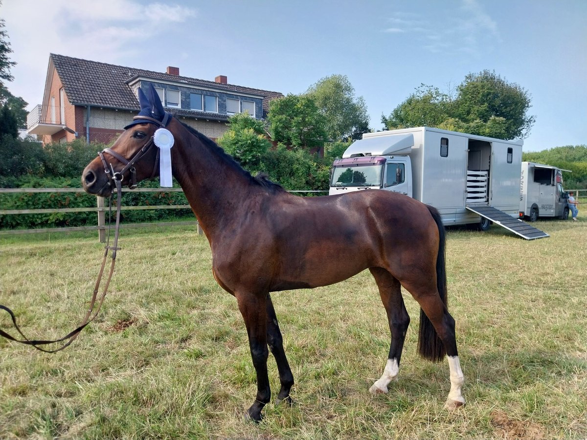 Westphalian Mare 5 years 16,1 hh Brown in Sendenhorst