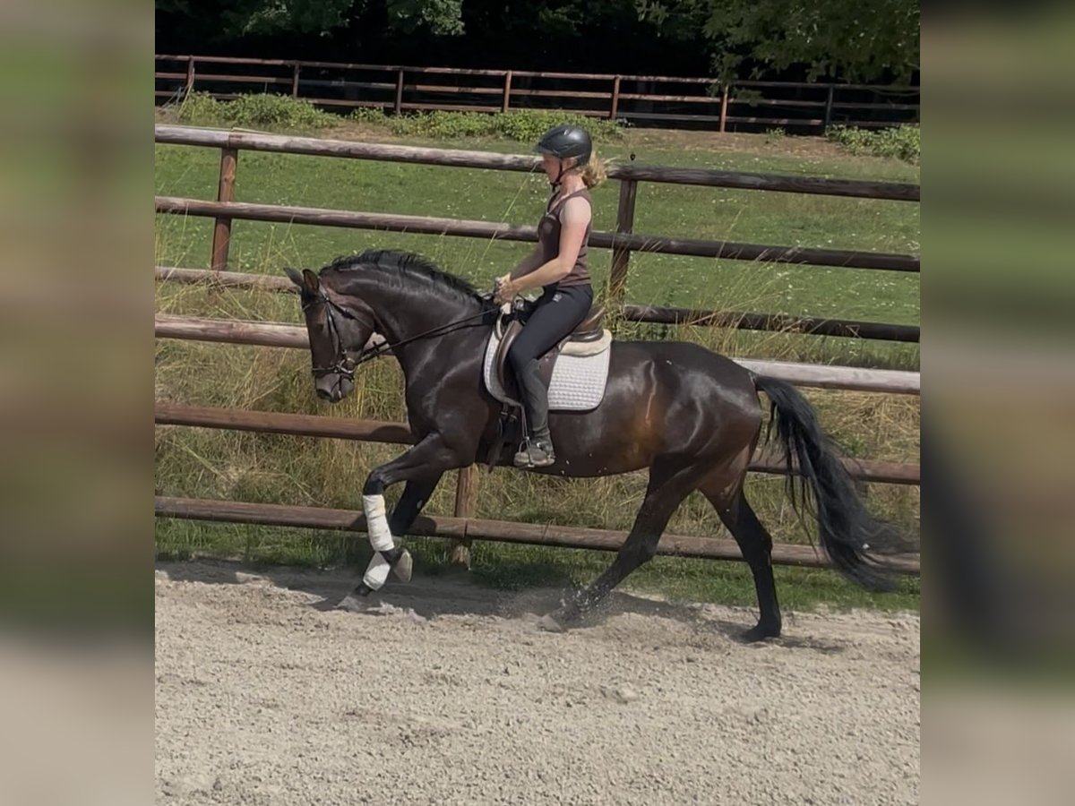 Westphalian Mare 5 years 16,2 hh Bay-Dark in Schenklengsfeld